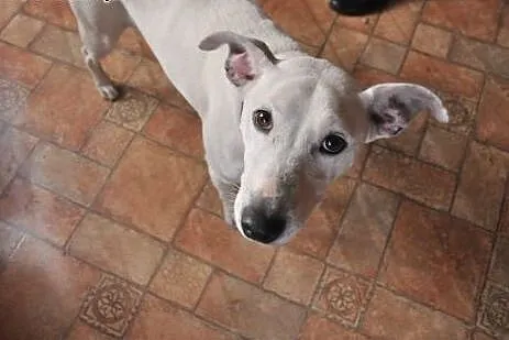 Idealna śnieżynka Kejsi do adopcji!,  dolnośląskie