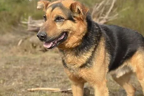 Koral - szuka swojego pana ,  pomorskie Wejherowo