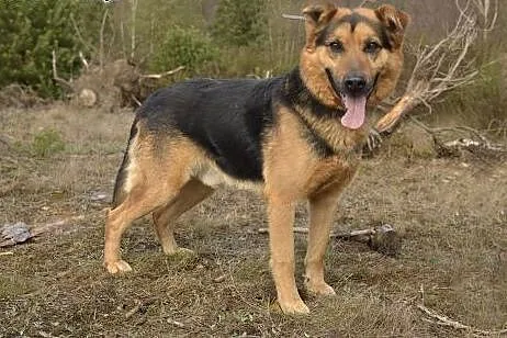 Koral - szuka swojego pana ,  pomorskie Wejherowo