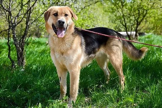 Beethoven, kochający człowieka wesołek szuka domu!