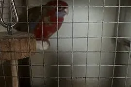Sprzedam rozelle królewską samca