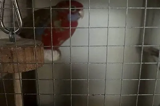 Sprzedam rozelle królewską samca, Lubelskie, Ryki