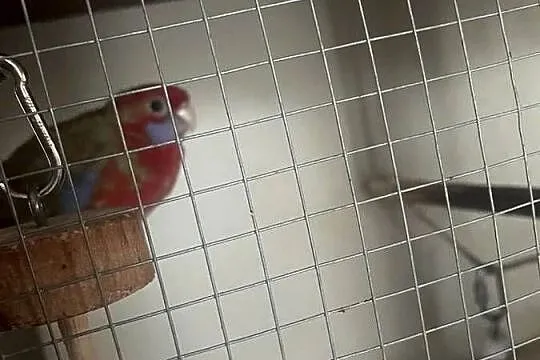 Sprzedam rozelle królewską samca, Lubelskie, Ryki