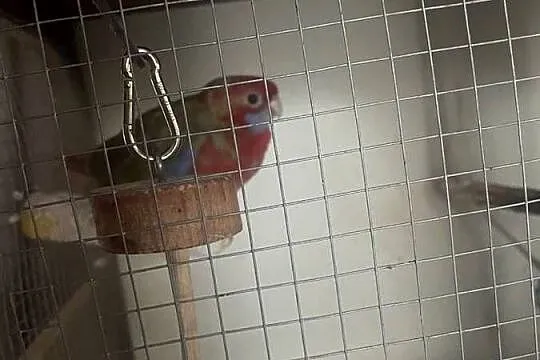 Sprzedam rozelle królewską samca, Lubelskie, Ryki