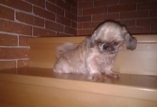 Suczka shih tzu