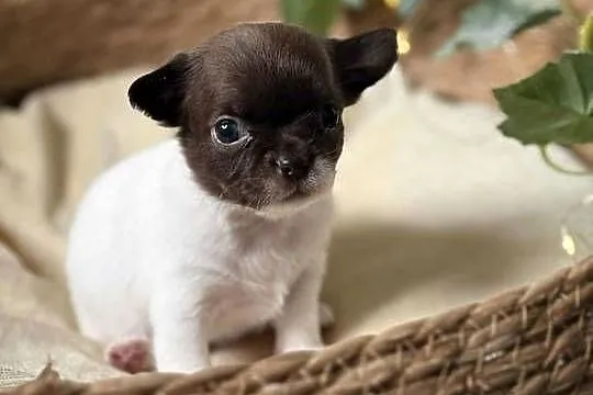 Suczka Chihuahua Biało-Czekoladowa