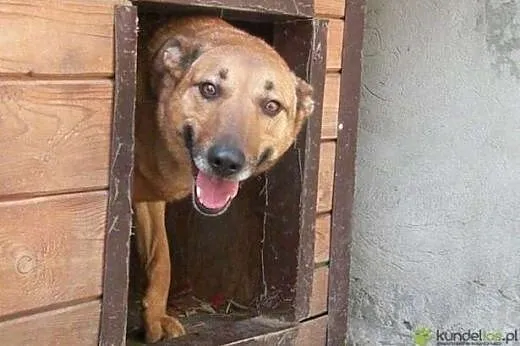 Wena Piękna wrażliwa sunia marzy o kochającym i od