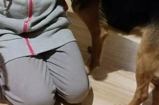 Łagodny, młody Duduś, idealny kandydat na przyjaci