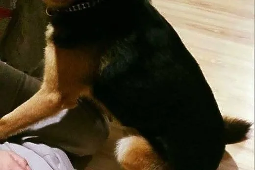 Łagodny, młody Duduś, idealny kandydat na przyjaci