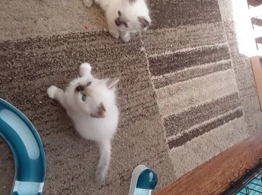 Kocięta rasy Ragdoll dostępne  Whatsapp +37065391730, , leeds