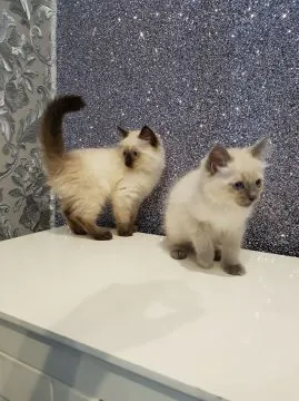 Kocięta rasy Ragdoll dostępne  Whatsapp +37065391730, , leeds