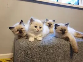 Kocięta rasy Ragdoll dostępne  Whatsapp +48579106146