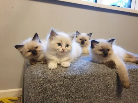 Kocięta rasy Ragdoll dostępne  Whatsapp +37065391730