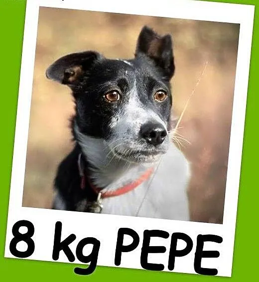 8 kg,średnio aktywny,cichy,spokojny, sympatyczny p