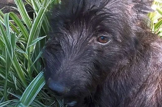 Młodziutka Fiona szuka domku ,  lubelskie Zamość