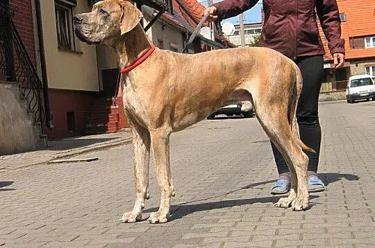 Wandi-dog niemiecki do adopcji