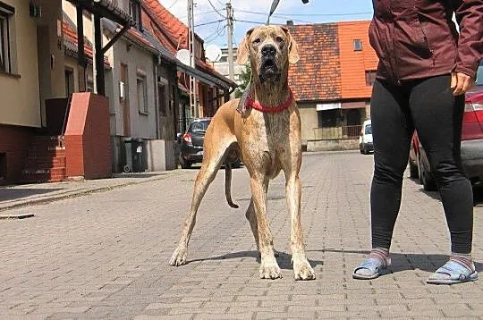 Wandi-dog niemiecki do adopcji