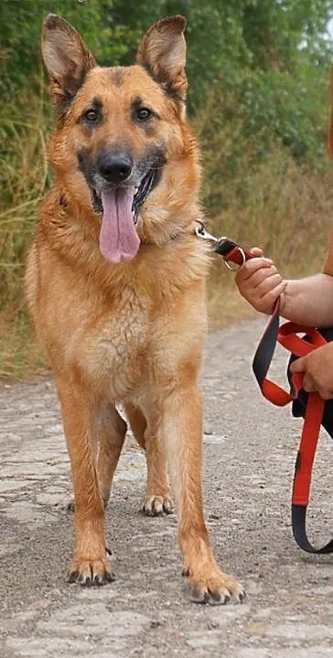 Diego - piękny,duży przyjacielski owczarek, Kunde