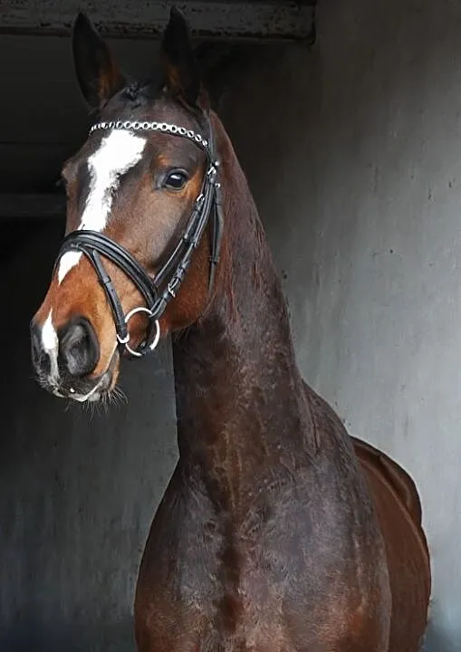 4 letni wałach 165cm tuv, ,