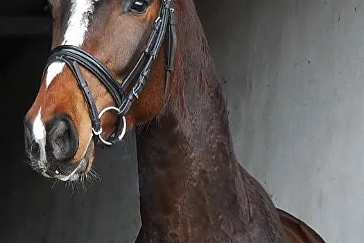 4 letni wałach 165cm tuv