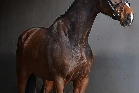 4 letni wałach 165cm tuv, , 