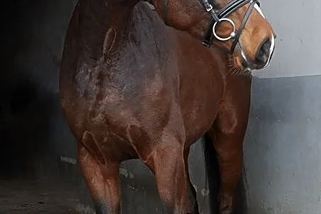 4 letni wałach 165cm tuv, , 