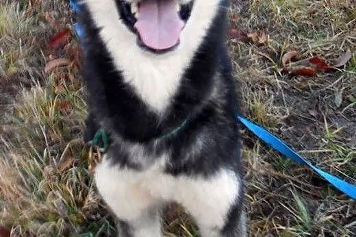 DASTY- młoda, towarzyska suczka husky do adopcji, 