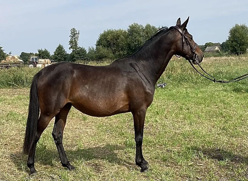 Chaclandina 4 yo (Landino ho x Domestos młp), ,