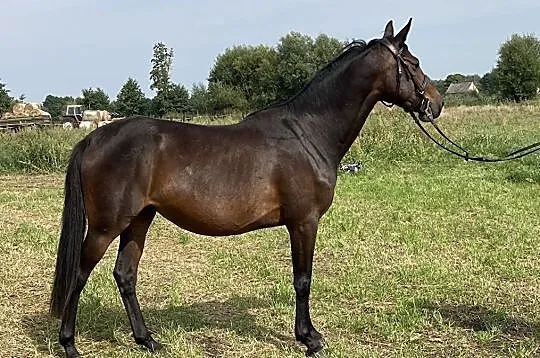 Chaclandina 4 yo (Landino ho x Domestos młp), , 