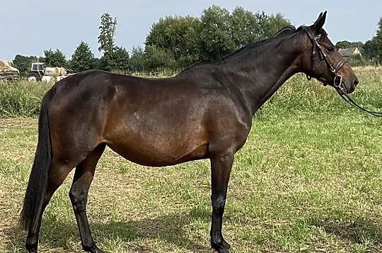 Chaclandina 4 yo (Landino ho x Domestos młp), , 