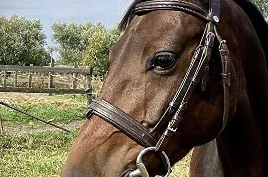 Chaclandina 4 yo (Landino ho x Domestos młp), , 