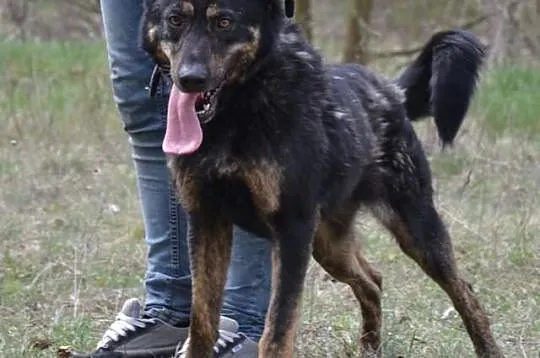 GABOR :) Idealny pies dla aktywnej rodziny czeka n