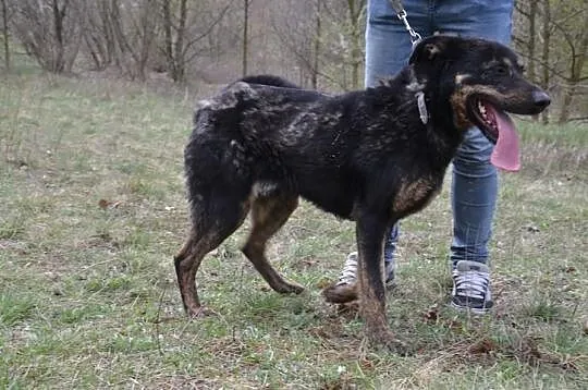 GABOR :) Idealny pies dla aktywnej rodziny czeka n