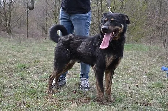 GABOR :) Idealny pies dla aktywnej rodziny czeka n