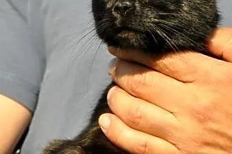 Śliczna przytulaska kotka kicia Kocinka ADOPCJA,  