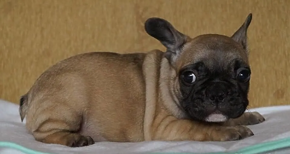 Francuziki (Buldogi Francuzkie )