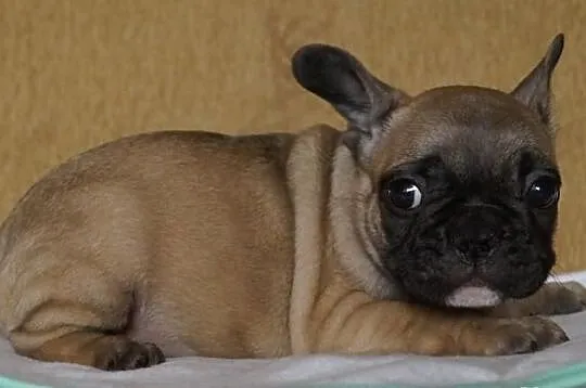 Francuziki (Buldogi Francuzkie )