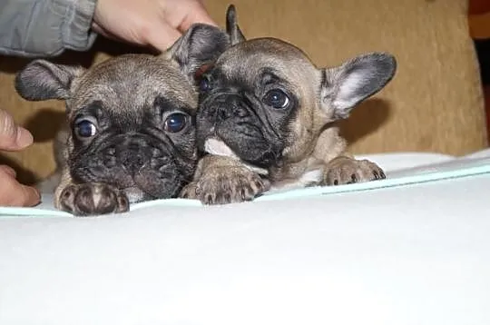 Francuziki (Buldogi Francuzkie )