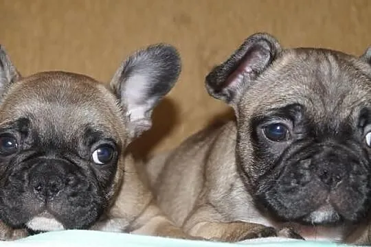 Francuziki (Buldogi Francuzkie )