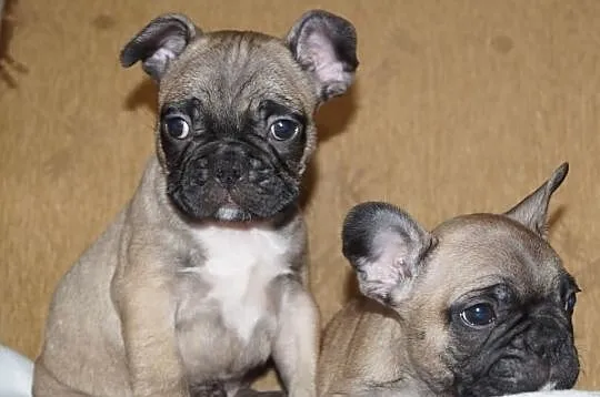 Francuziki (Buldogi Francuzkie )
