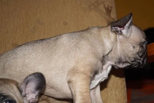 Francuziki (Buldogi Francuzkie )