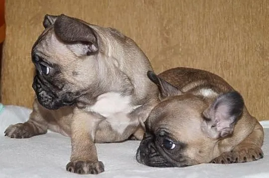 Francuziki (Buldogi Francuzkie )