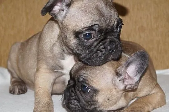 Francuziki (Buldogi Francuzkie )