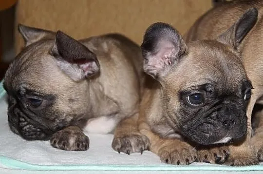 Francuziki (Buldogi Francuzkie )