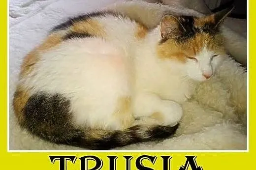 Tricolor,króliczy włos,młoda,przytulaśna,sterylizowana kociczka TRUSIA.Adopcja,  dolnośląskie Wrocław
