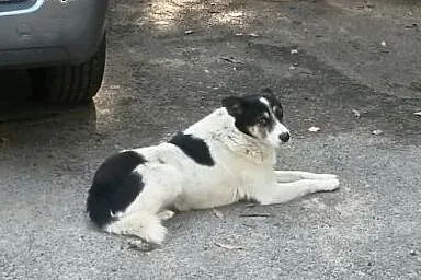 Bezdomny Łatek szuka domu. ,  łódzkie Koluszki