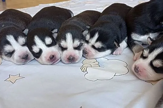 Szczeniaczki Siberian husky z elitarnym rodowodem, Łódzkie, Krośniewice