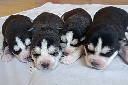 Szczeniaczki Siberian husky z elitarnym rodowodem, Łódzkie, Krośniewice