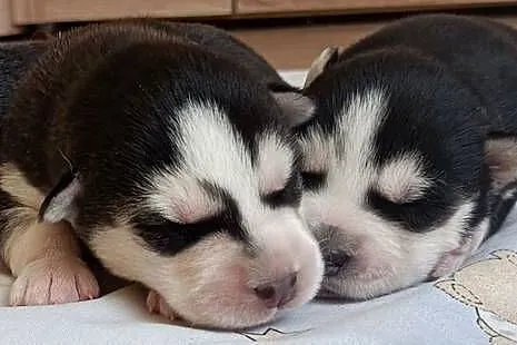 Szczeniaczki Siberian husky z elitarnym rodowodem, Łódzkie, Krośniewice