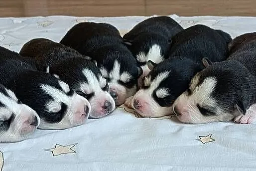 Szczeniaczki Siberian husky z elitarnym rodowodem, Łódzkie, Krośniewice